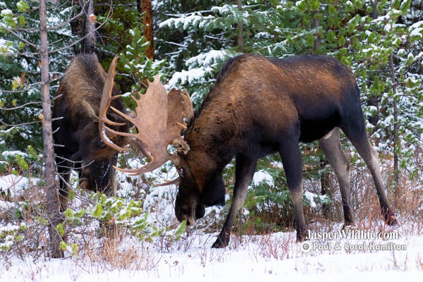 Jasper Winter Wildlife Tours Moose Bulls Fighting